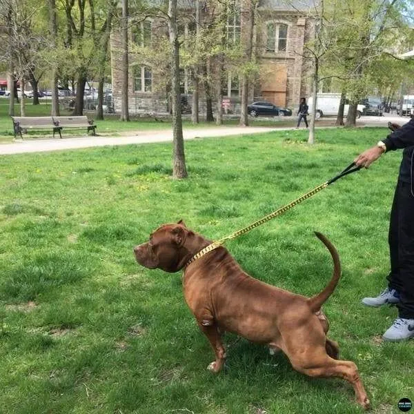 CUBAN GOLD LEASH